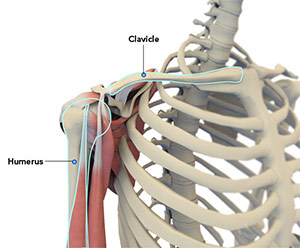 Shoulder Anatomy